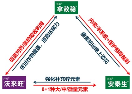 拜耳拿沃安®組合的協同增效機理